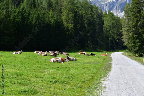 Obraz na płótnie Kühe auf einer Alm im Stubaital w salonie