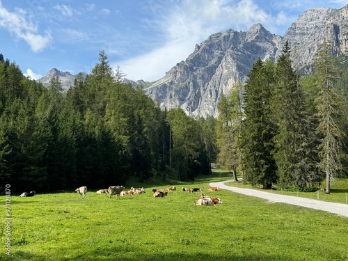 Kühe auf einer Alm im Stubaital in Tirol