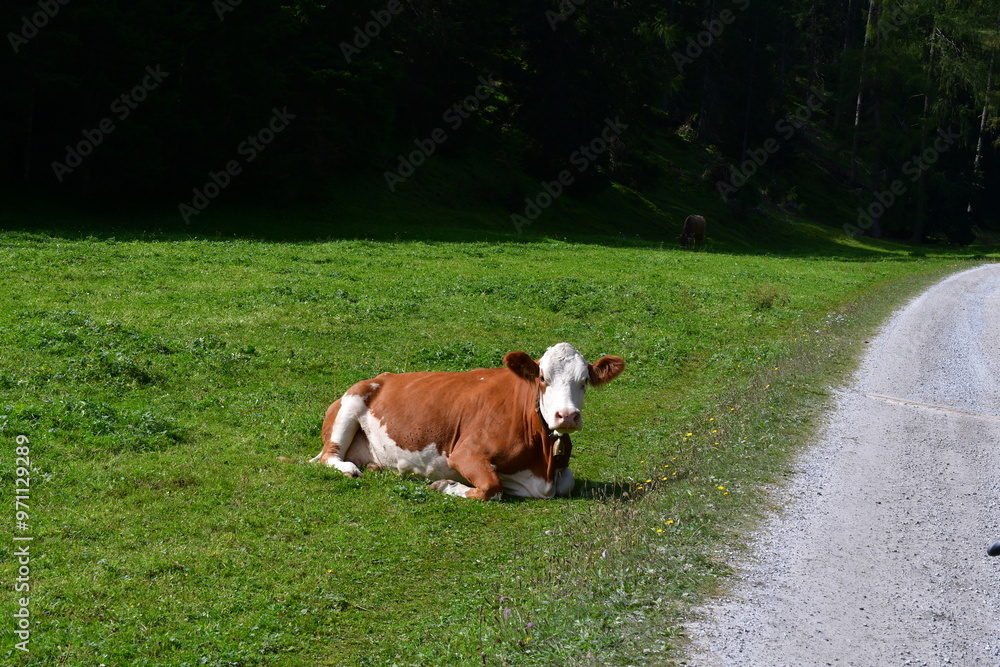 Eine Kuh auf der Weide im Stubaital