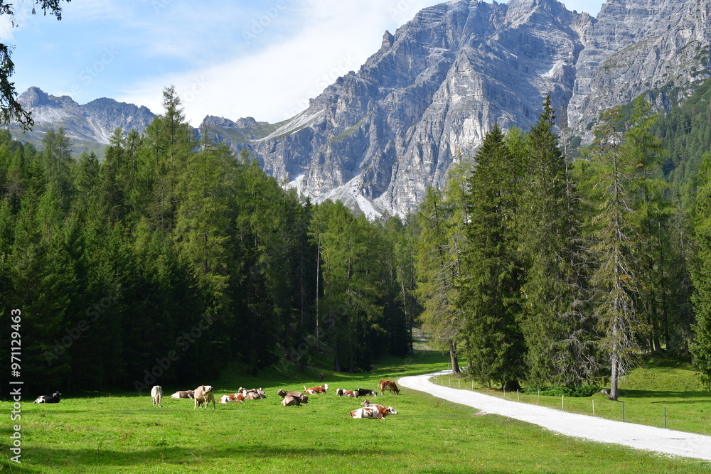 Schöne Landschaft mit Kühen auf der Weide im Stubaital
