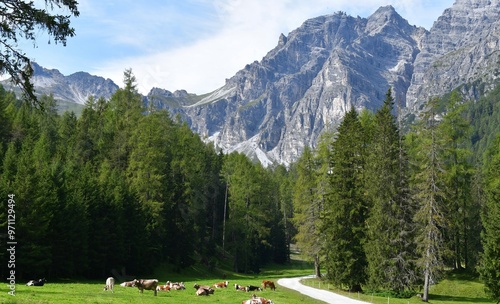 Obraz na płótnie Schöne Landschaft mit Bergen und Kühen auf der Weide im Stubaital in Österreich w salonie