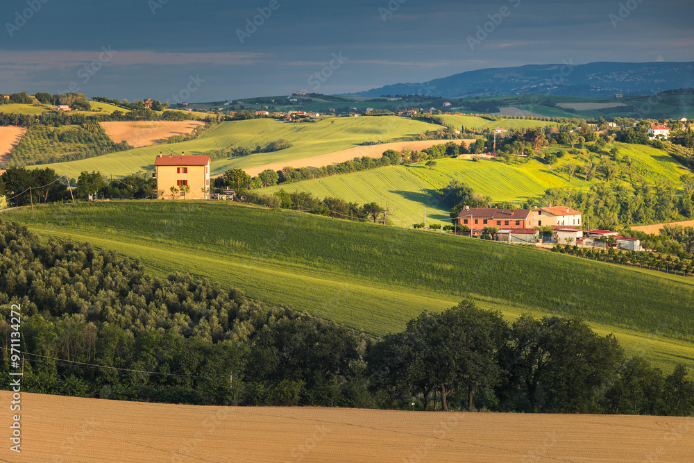 Spring view of landscapes of region Marche near Ancona during sunset. Green waves hills and lone trees make this landscape unreal.