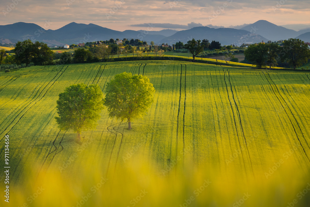 Spring view of landscapes of region Marche near Ancona during sunset. Green waves hills and lone trees make this landscape unreal.