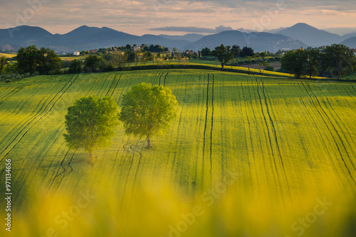 Obraz na płótnie Spring view of landscapes of region Marche near Ancona during sunset. Green waves hills and lone trees make this landscape unreal. w salonie