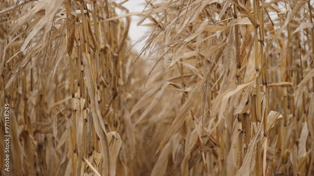 Dry corn stalks swaying in the wind in a field in cloudy autumn weather. View between the rows Dry corn stalks swaying in the wind in a field in cloudy autumn weather. View between the rows