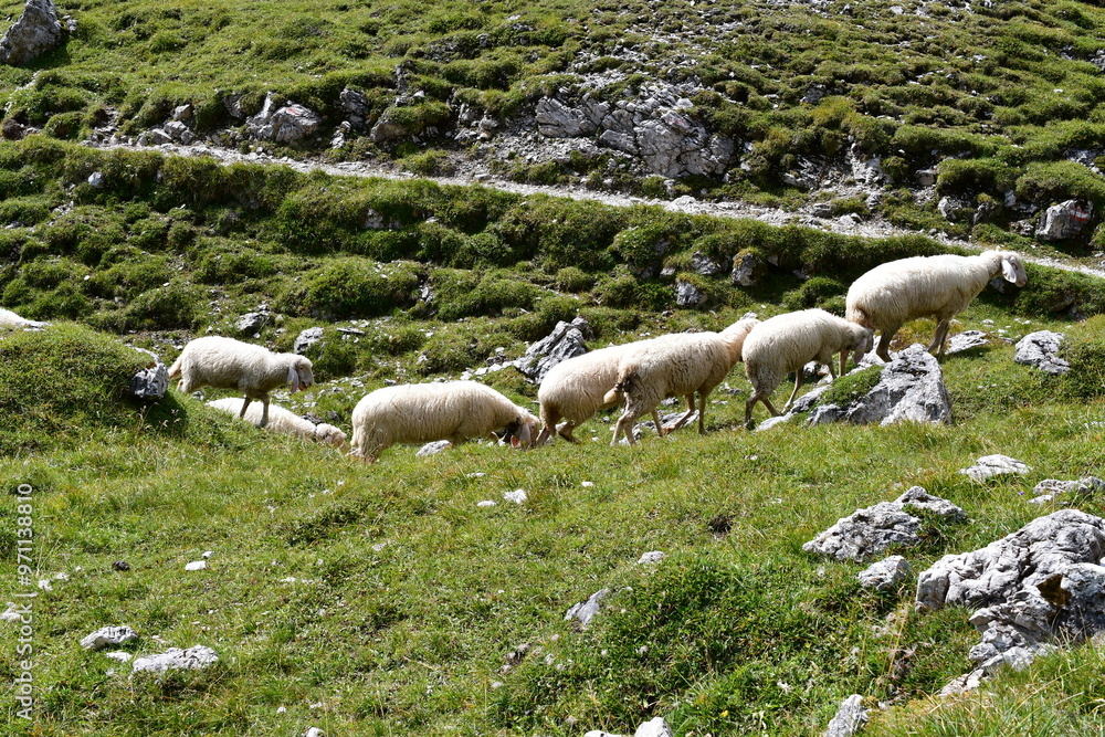 Schafe auf der Weide im Stubaital