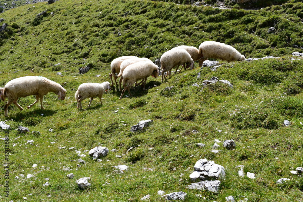 Fototapeta premium Schafe am Stubaier Höhenweg in Tirol
