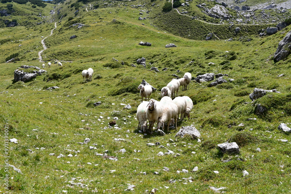 Schafe auf einer Weide im Stubaital