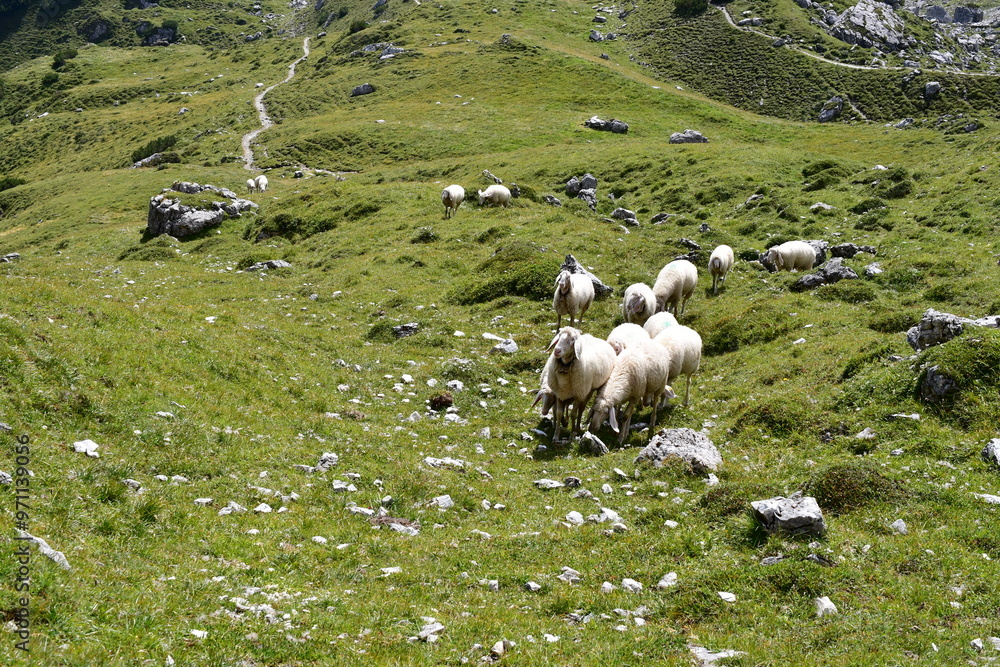 Schafe auf der Weide im Stubaital
