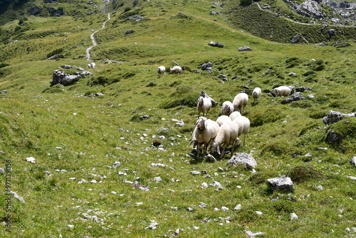 Obraz na płótnie Schafe auf der Weide im Stubaital w salonie