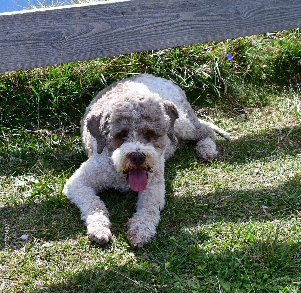 Portrait eines Lagotto Romagnolo Hundes