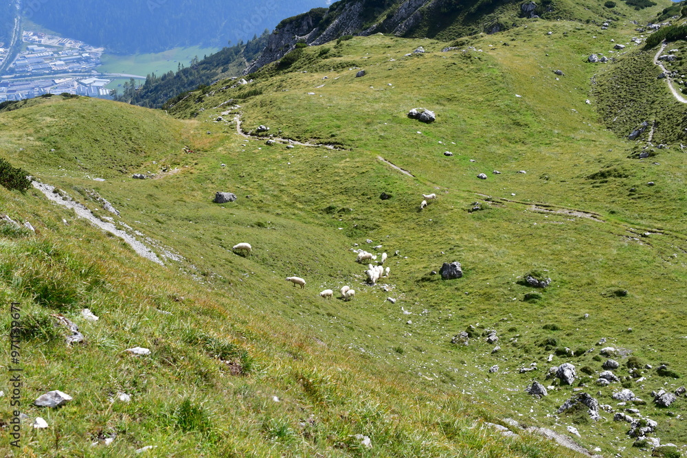 Schöne Landschaft mit Schafen auf der Weide im Stubaital