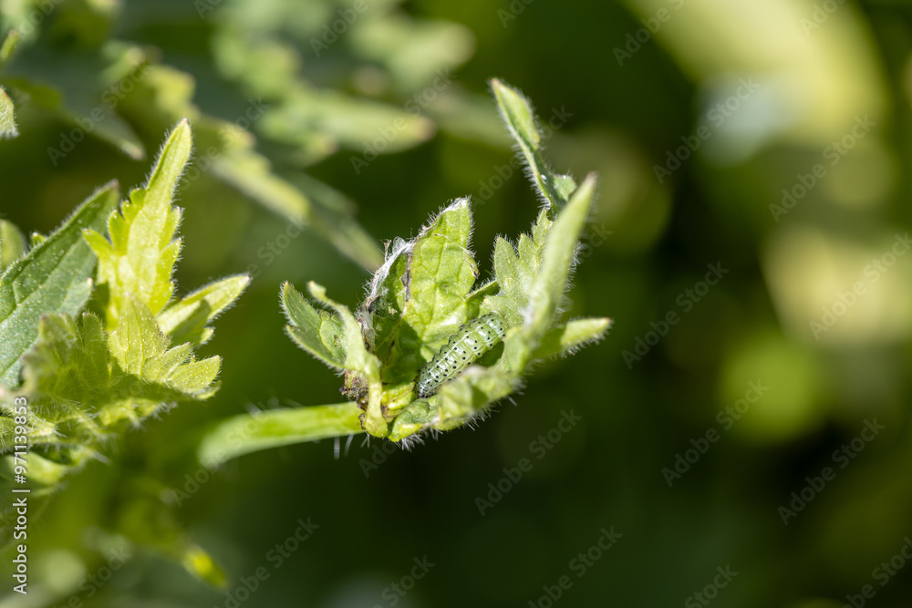 Green leafworm caterpillar on a delphinium plant Green leafworm caterpillar on a delphinium plant