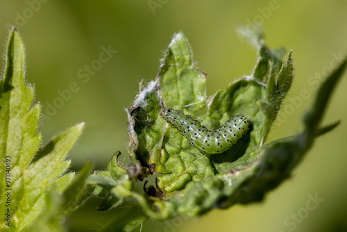 Green leafworm caterpillar on a delphinium plant photo