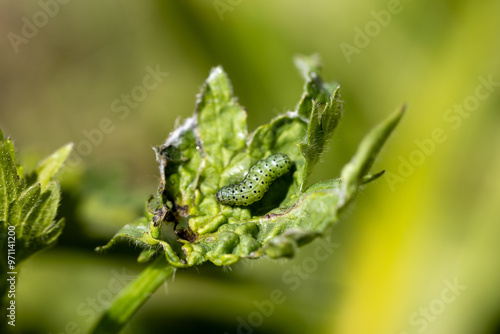 Green leafworm caterpillar on a delphinium plant photo