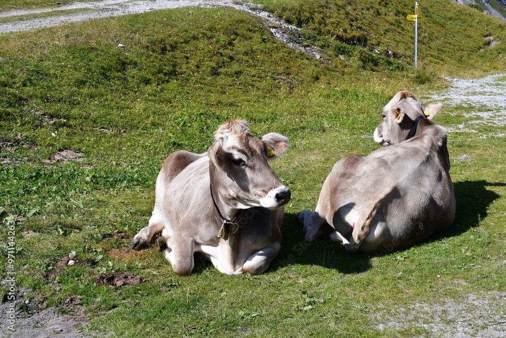 Kühe auf der Weide im Stubaital