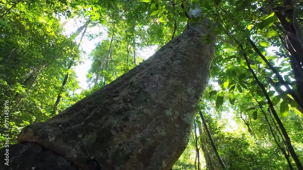 Natural forests are rich in environment. Natural forests are rich in environment.