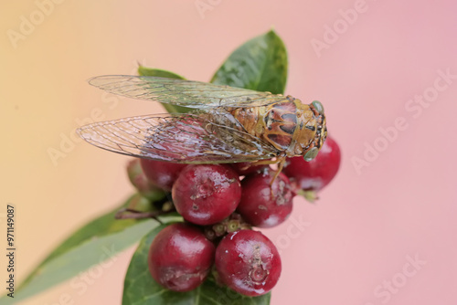 An evening cicada is resting on a bunch of wild plant fruits. This insect has the scientific name Tanna japonensis. photo