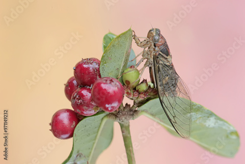 An evening cicada is resting on a bunch of wild plant fruits. This insect has the scientific name Tanna japonensis. photo