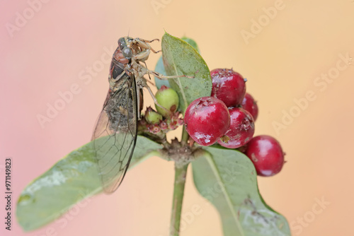 An evening cicada is resting on a bunch of wild plant fruits. This insect has the scientific name Tanna japonensis. photo