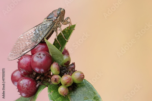 An evening cicada is resting on a bunch of wild plant fruits. This insect has the scientific name Tanna japonensis. photo