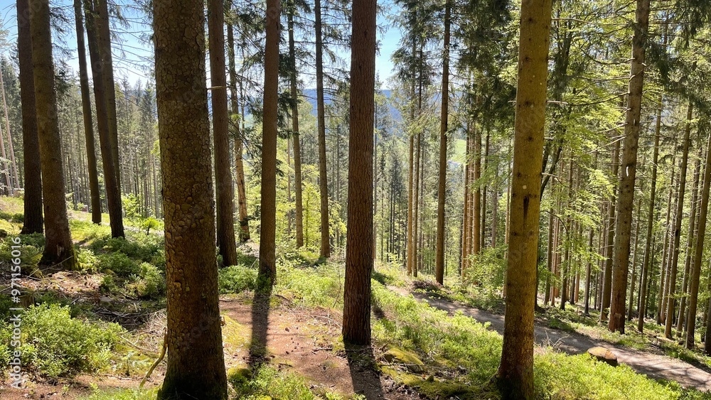 Naklejka premium Wald Pfad Schwarzwald Frühling
