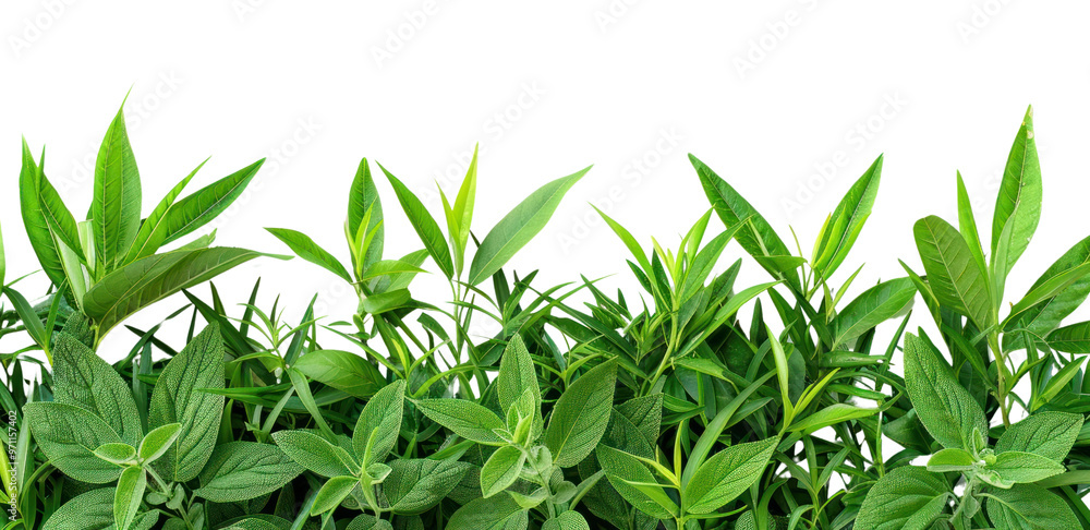 Obraz premium PNG Fresh green leaves on white