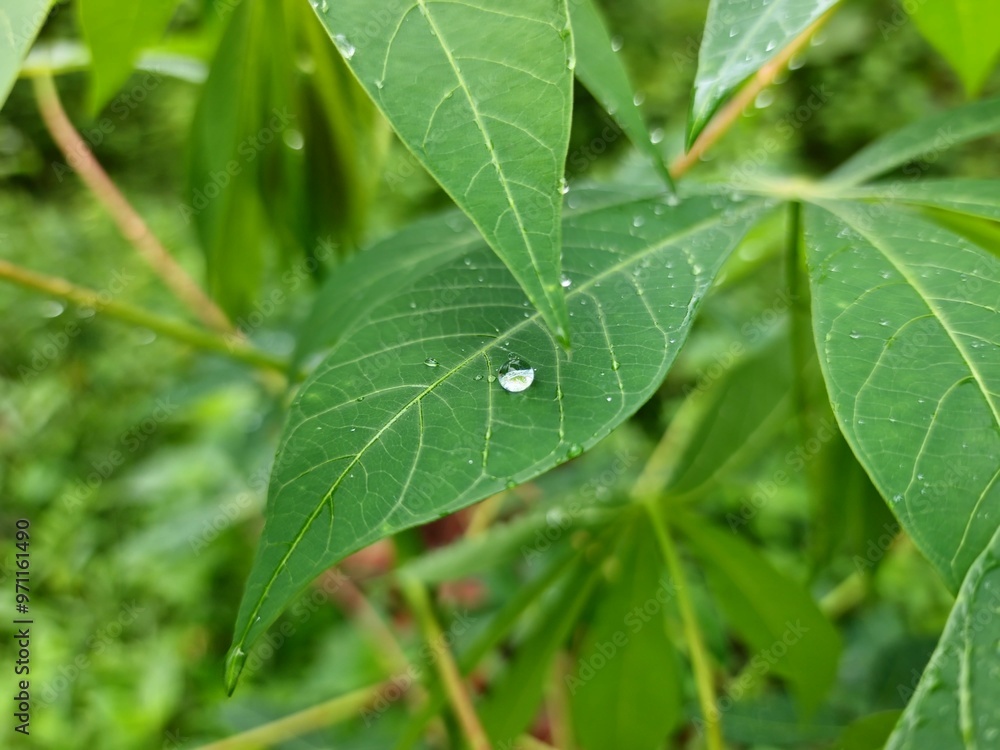 Green leaves with water droplets after rain. Green leaves with water droplets after rain.