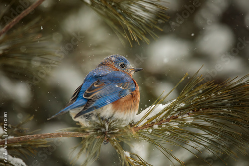 A male Eastern Bluebird sits in a snowy pine tree with snowflakes falling around him.