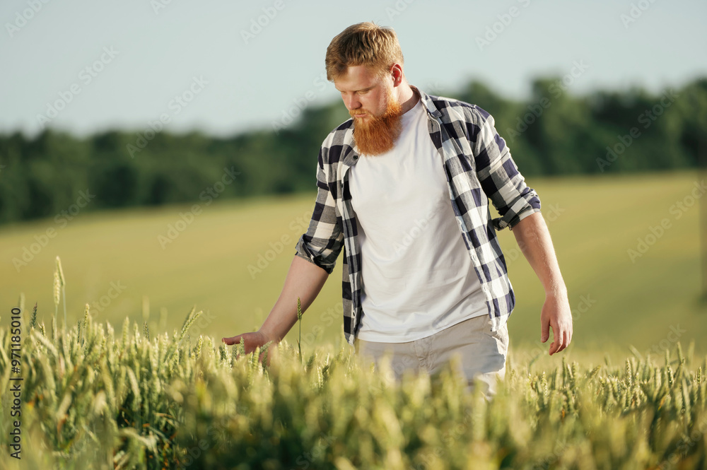 Touching the wheat. Man in white shirt is on the agricultural field Touching the wheat. Man in white shirt is on the agricultural field