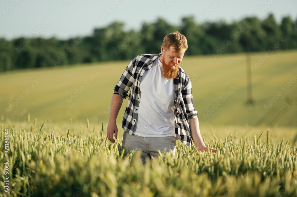 Touching the wheat. Man in white shirt is on the agricultural field Touching the wheat. Man in white shirt is on the agricultural field