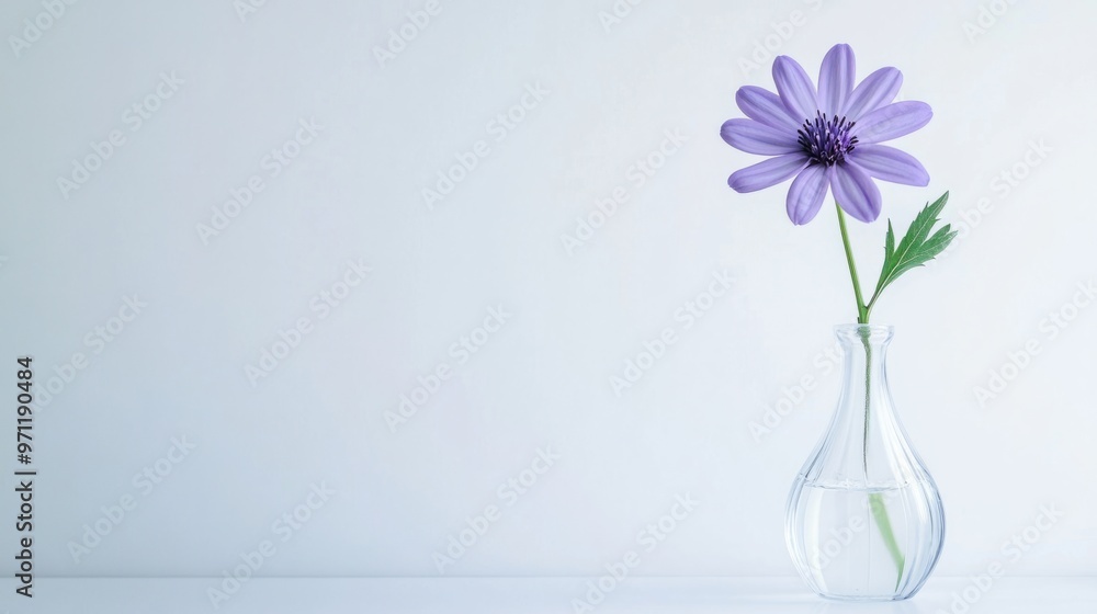 A minimalist composition of a single purple flower in a clear vase against a plain white background A minimalist composition of a single purple flower in a clear vase against a plain white background