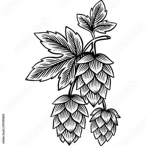 Hand drawn Hops Beer Hop Plant Sketch Illustration Engraving Woodcut Vintage Style Vector Line Art