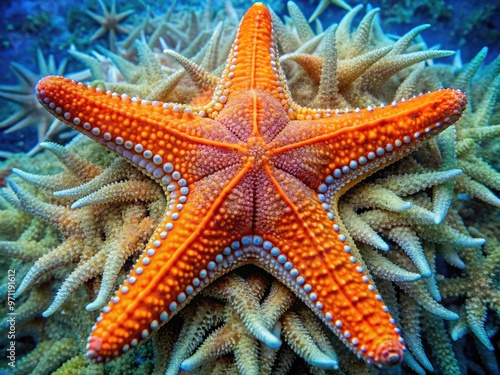 Vibrant orange starfish exposes its delicate, intricate underside, showcasing rows of tiny tube feet and feathery, lace-like patterns against a soft, creamy blue seaweed background. photo