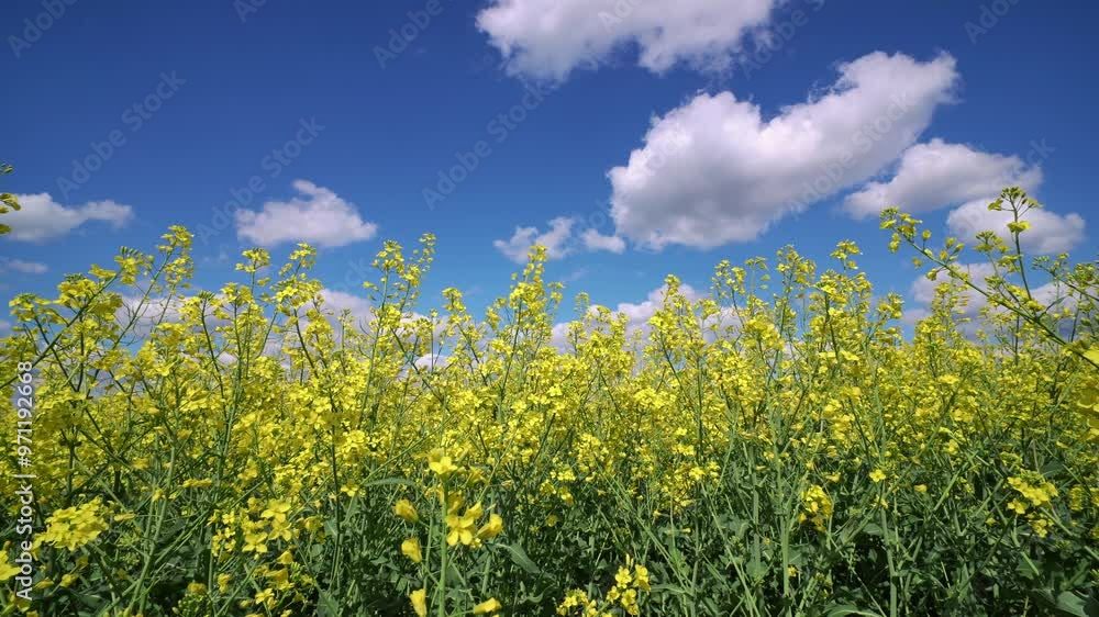 agricultural field with yellow rapeseed flowers, against a blue sky with white clouds, a bright spring landscape on a sunny day, a beautiful scene
