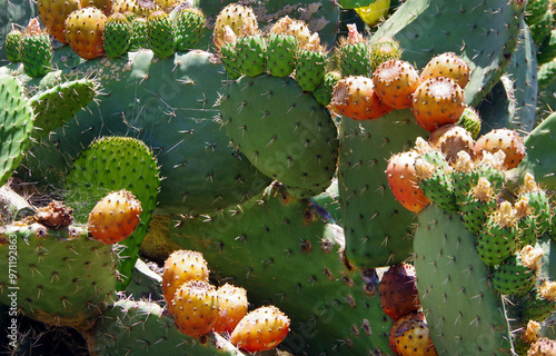 Fruits and flowers of a prickly pear cactus