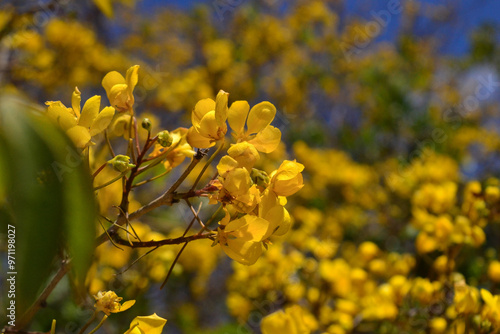 Pé de catingueira, linda planta do sertão nordestino de flores amarelas, flor da catingueira. photo