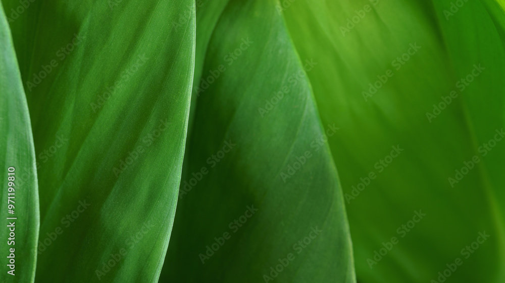 Close-up macro nature exotic bright green leave texture tropical Jungle plant abstract background.Curve leaf floral botanical desktop wallpaper,website cover backdrop. Close-up macro nature exotic bright green leave texture tropical Jungle plant abstract background.Curve leaf floral botanical desktop wallpaper,website cover backdrop.