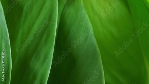 Close-up macro nature exotic bright green leave texture tropical Jungle plant abstract background.Curve leaf floral botanical desktop wallpaper,website cover backdrop.