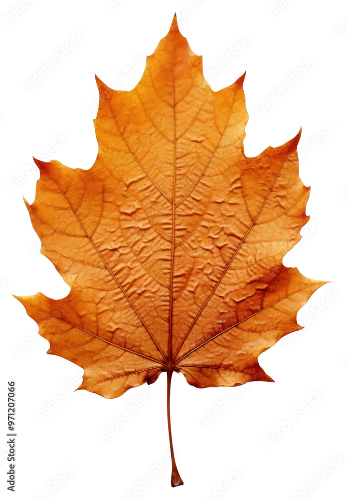 PNG Autumn leaf maple plant tree. PNG Autumn leaf maple plant tree.