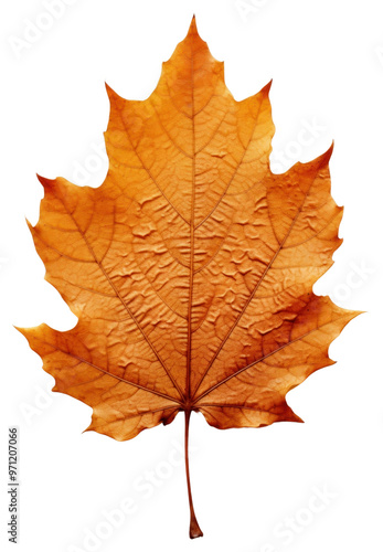 Wallpaper Mural PNG Autumn leaf maple plant tree. Torontodigital.ca