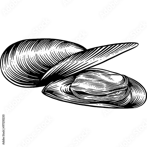 Hand drawn Mussels Sketch Illustration Engraving Woodcut Vintage Style Vector Line Art