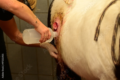Schilderij op canvas Abszess mit Granulationsgewebe an einem gescheckten Pony