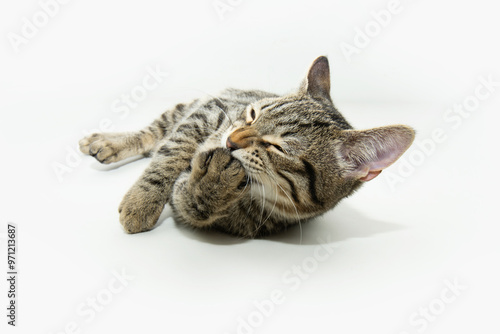 Portrait tabby cat licking its paw and grooming itself. Isolated on white backgrounds