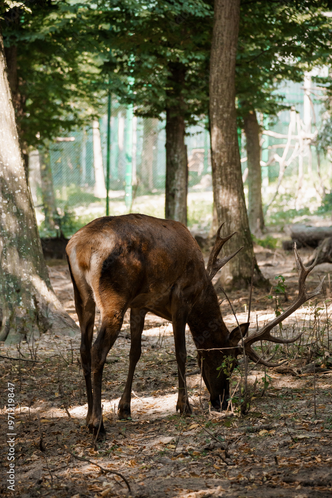 Graceful Deer Grazing Amidst Sunlit Forest Tranquility Graceful Deer Grazing Amidst Sunlit Forest Tranquility