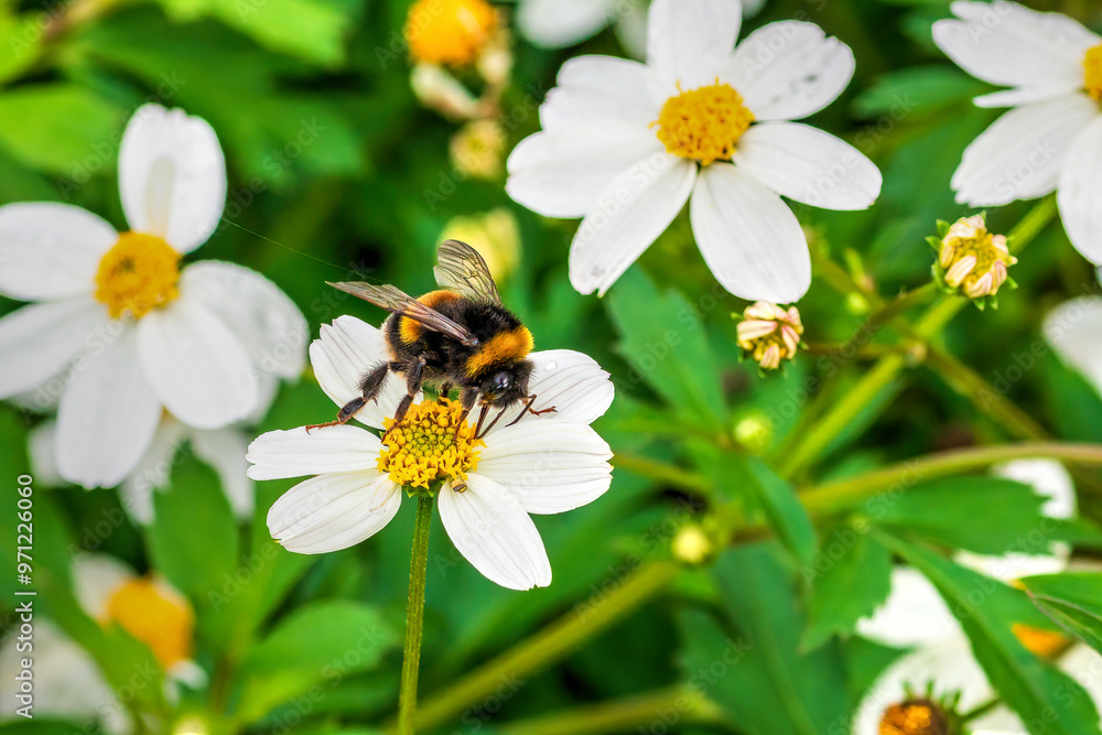 bee on flower bee on flower