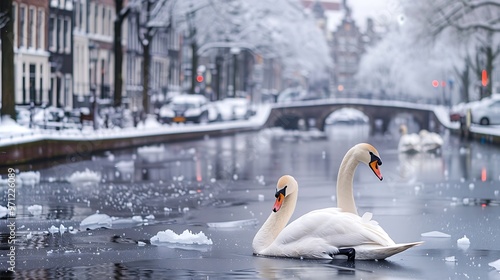Amidst a frozen waterway of Amsterdam, Netherlands, the historic canal transforms into a winter wonderland with a snow-blanketed cityscape; a pair of mute swans gracefully gliding. 