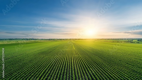 A beautiful sunrise over lush green farmland, showcasing vibrant fields and a clear blue sky, perfect for nature and agriculture themes.