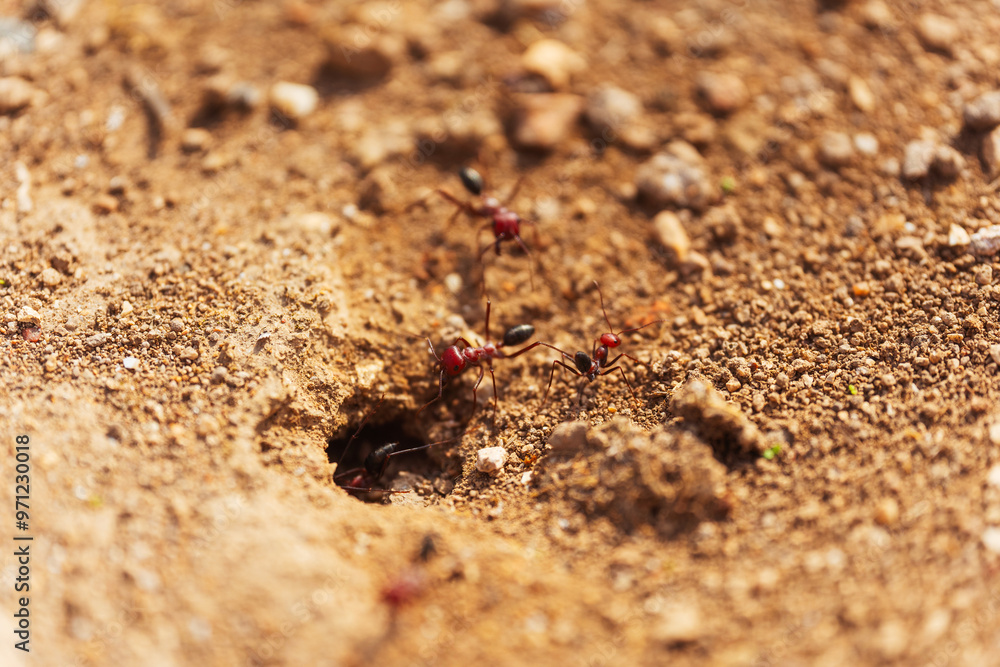 A group of ants at the entrance to an anthill close up macro A group of ants at the entrance to an anthill close up macro