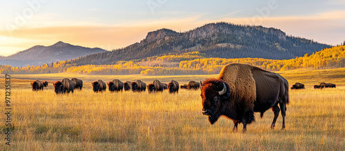 Bison herd in golden grasslands during autumn colors, showcasing beauty of nature and wildlife. majestic animals roam freely against stunning backdrop of mountains and vibrant foliage photo